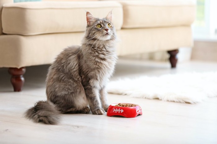 フードの入った食器の前に座る猫