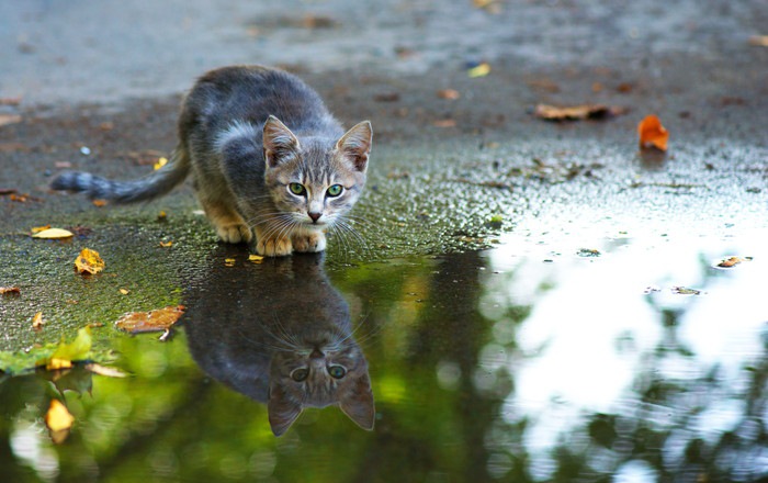 雨の中の子猫