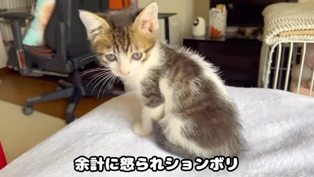 振り返る子猫