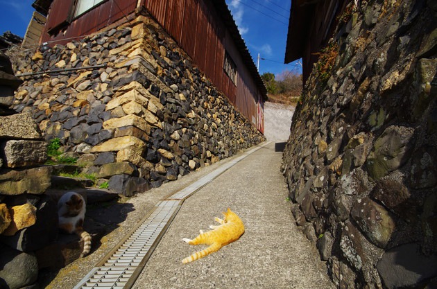 猫と島