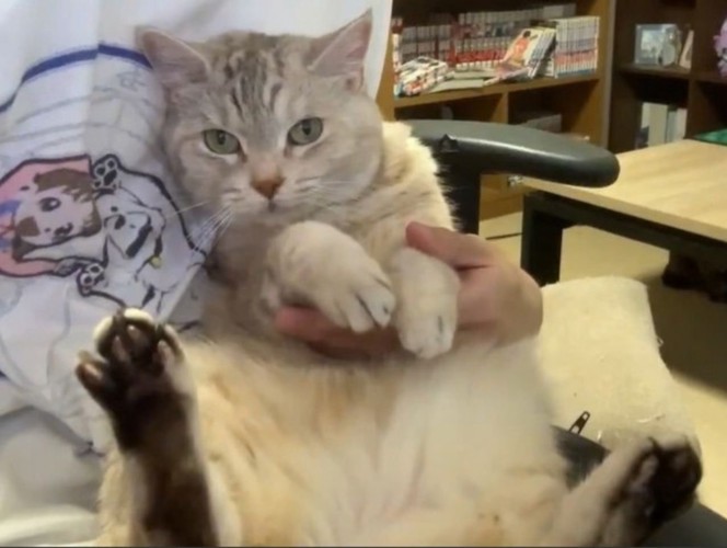 飼い主さんに抱かれるシルバータビーの猫