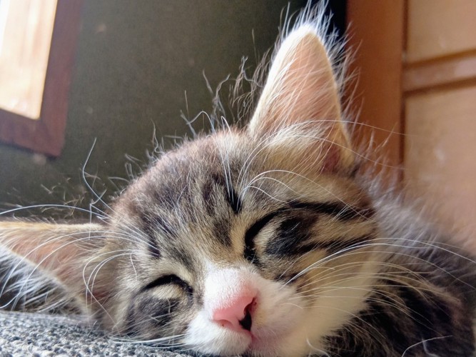 子猫の寝顔とパヤ毛のアップ