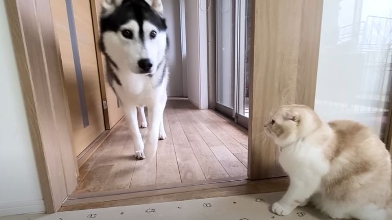 部屋に入る犬と待ち構える猫