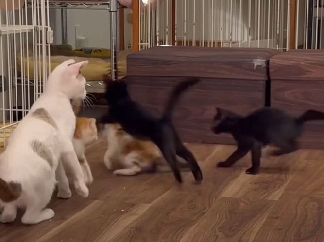 遊んでいる猫たち