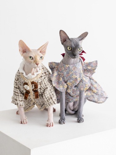 写真を撮る2匹の猫