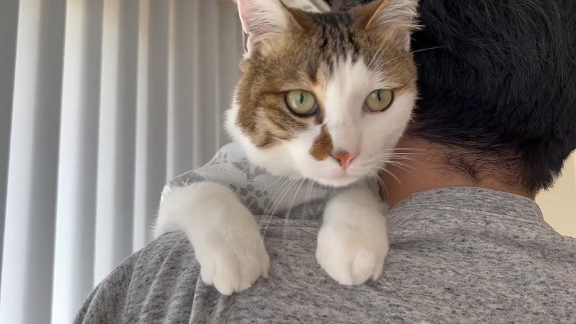 抱っこしてもらう猫1