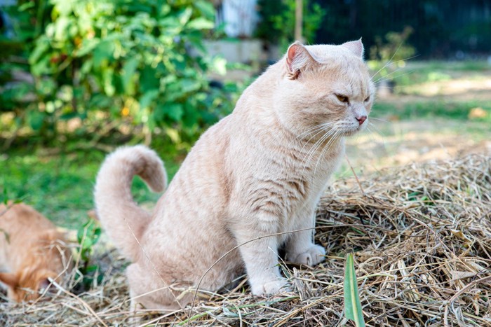 外でウンチをしている猫