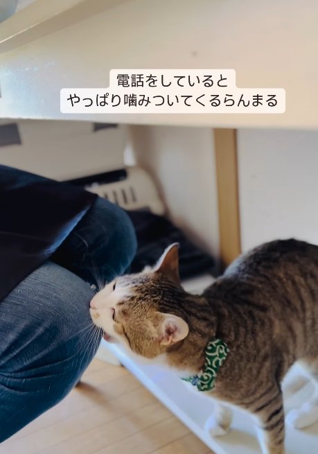 膝に噛みつく猫