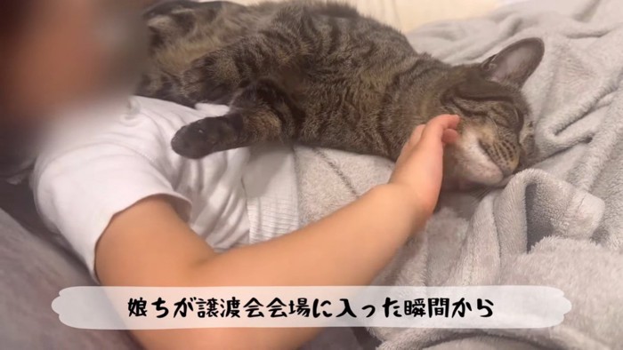 女の子の足の上で甘えるキジトラ猫