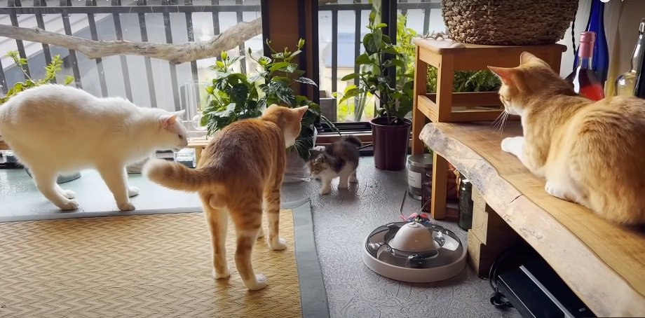 3匹の猫と子猫