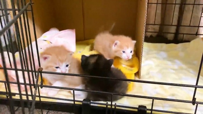 ケージオープン
