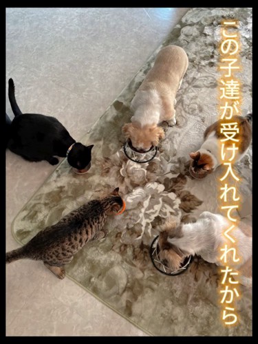 上から見た食事中の犬と猫