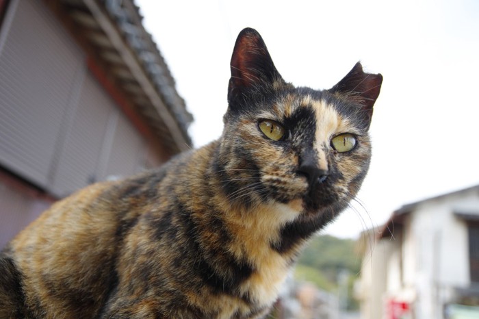 外でのんびり暮らすサビ色地域猫