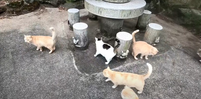 野良猫たち