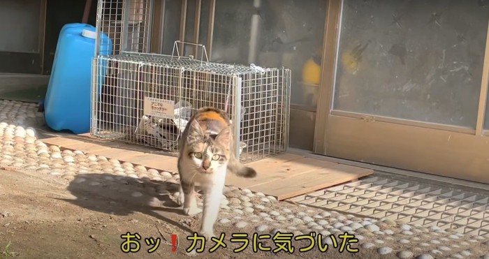 カメラに近づく猫