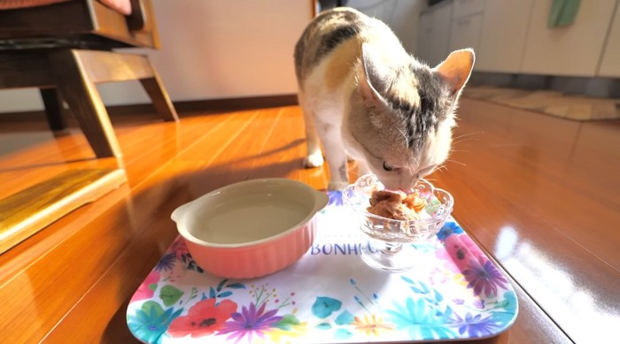 ご飯を食べる猫