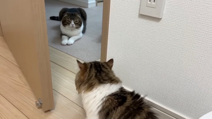 向かい合う成猫と子猫