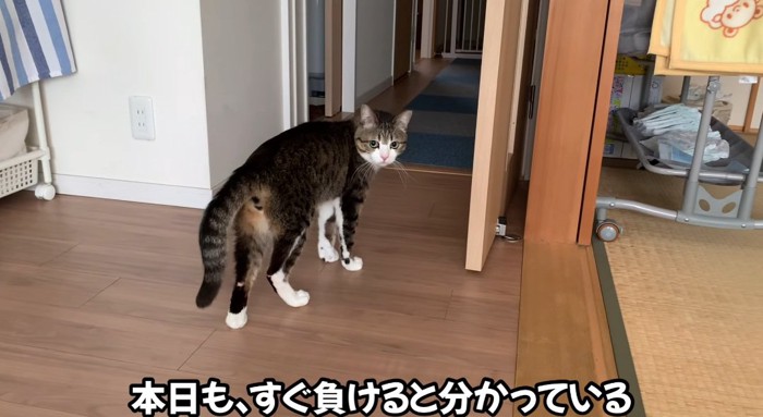 振り返る猫