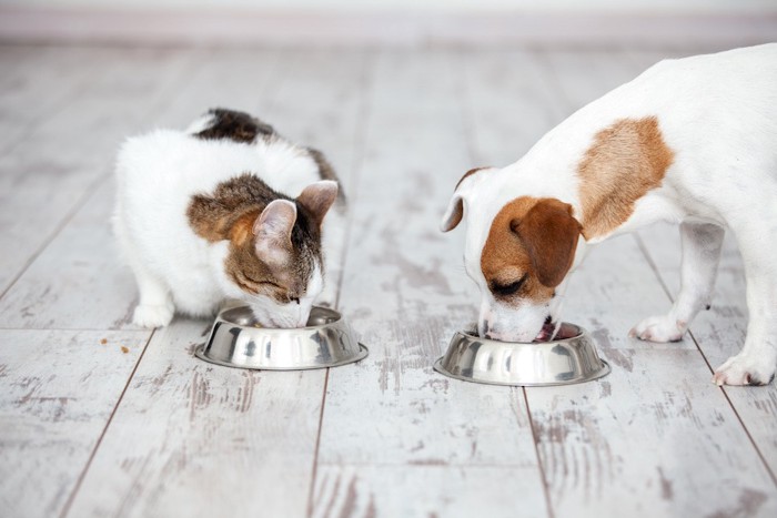 同時にご飯を食べる犬と猫