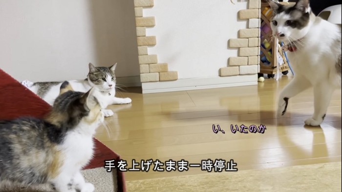 3箇所に佇む猫たち