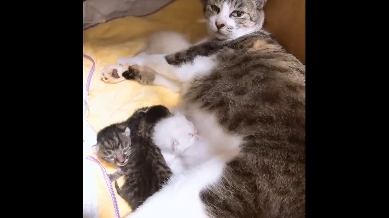 寝そべる母猫と子猫たち