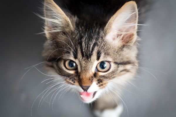 上目遣いで鳴く子猫