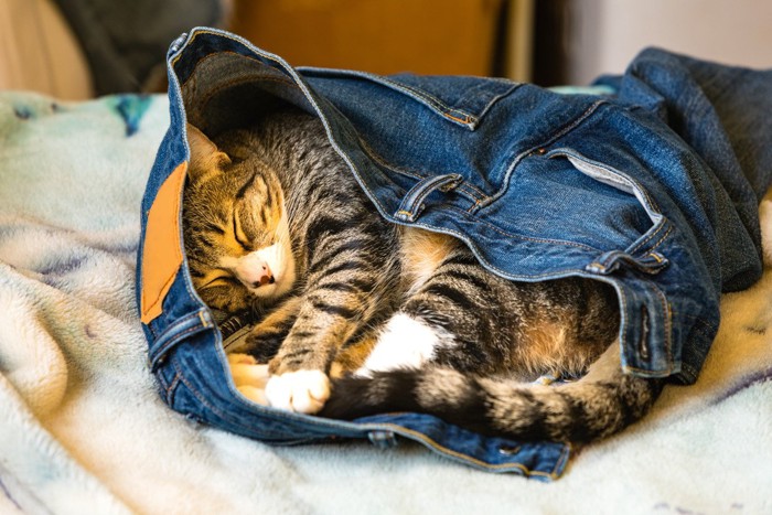 ジーンズのなかで寝る猫
