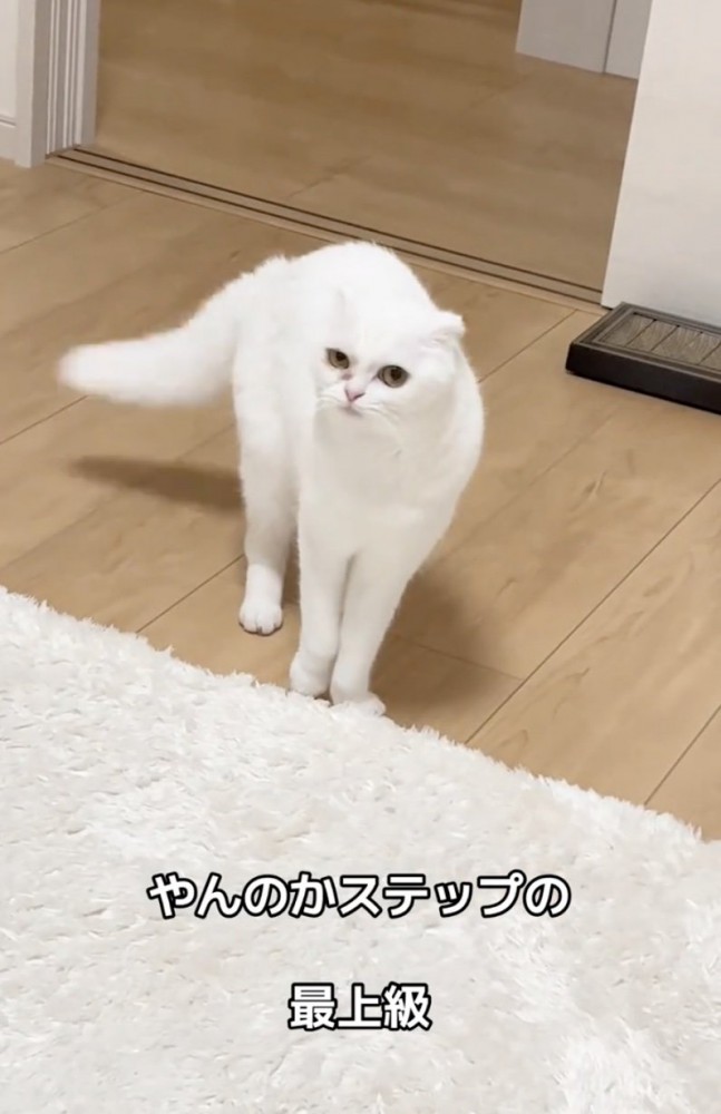 飼い主を見つめる猫