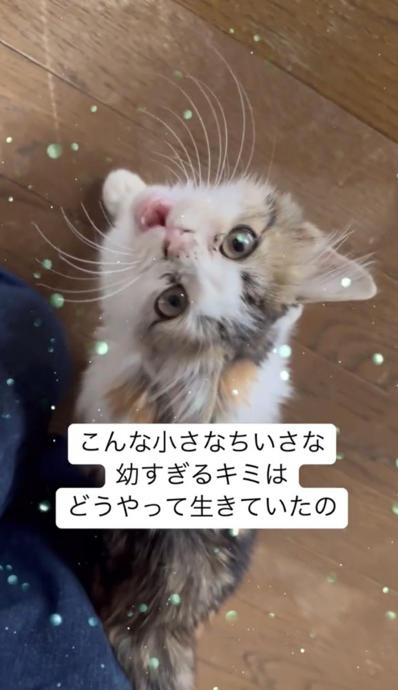鳴く子猫2
