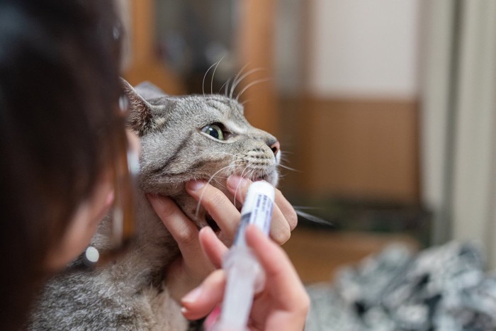 キャリーバッグの中でこちらを見る猫