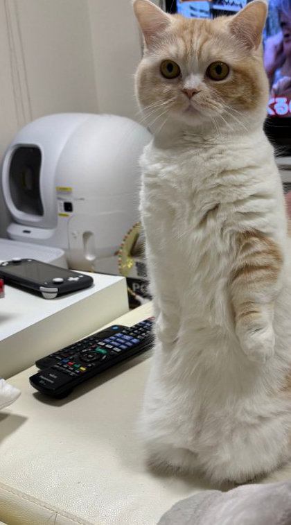 立つ猫