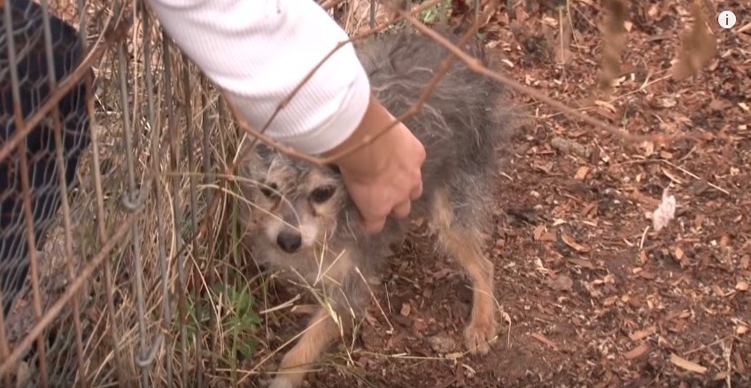 衰弱した小型犬