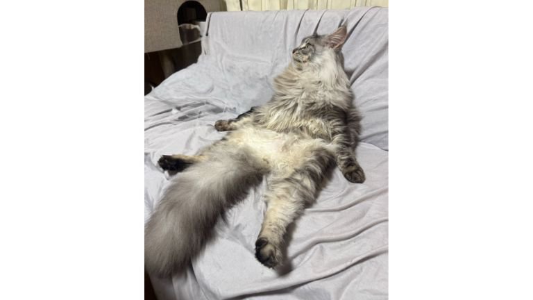 寝転ぶ猫