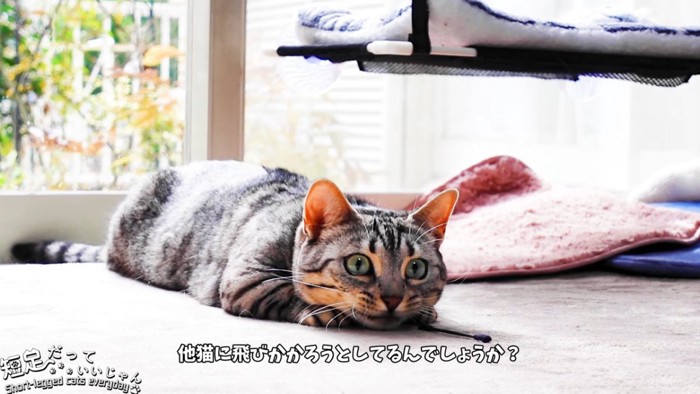 姿勢を低くする猫