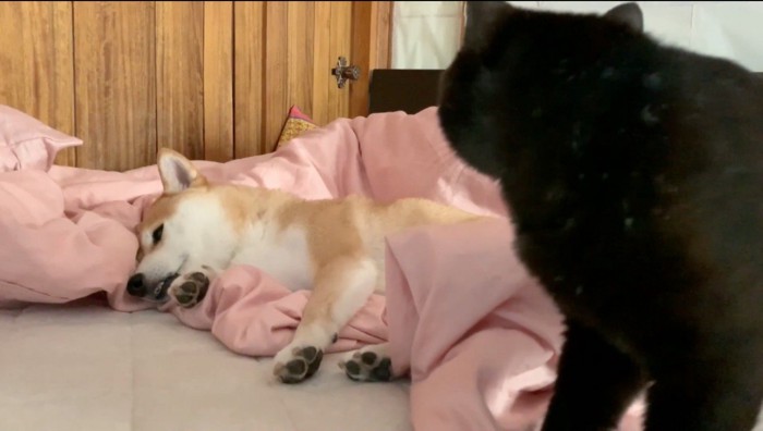 柴犬に近寄る黒猫