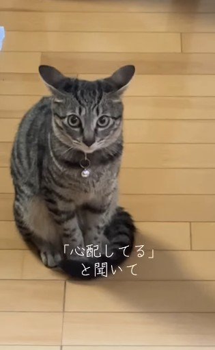飼い主のほうを見つめる猫