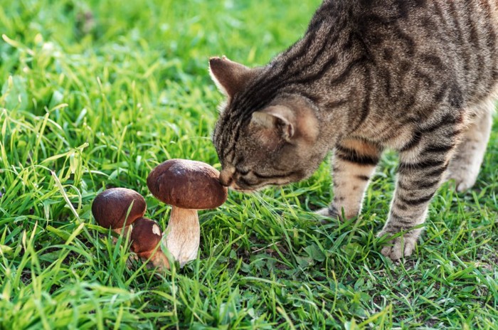 外に自生するきのこを嗅ぐ猫