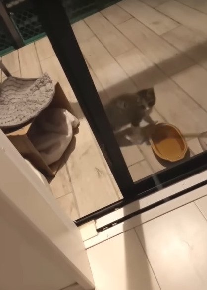逃げる子猫