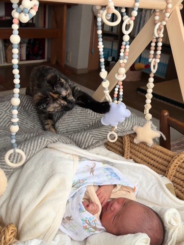 寝ている赤ちゃんとおもちゃで遊ぶ猫
