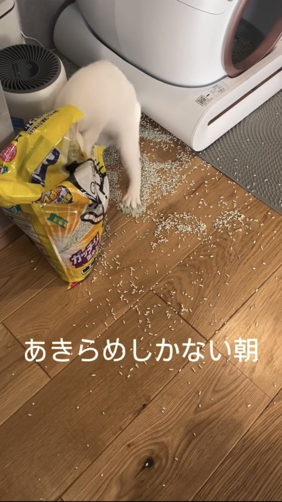 部屋を散らかす猫