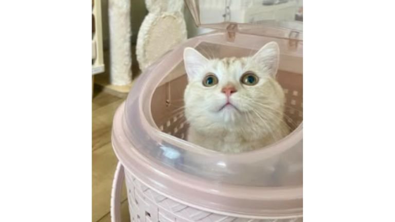 キャリーバッグにいる猫