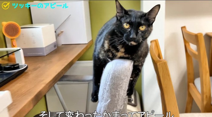 椅子にまたがる猫