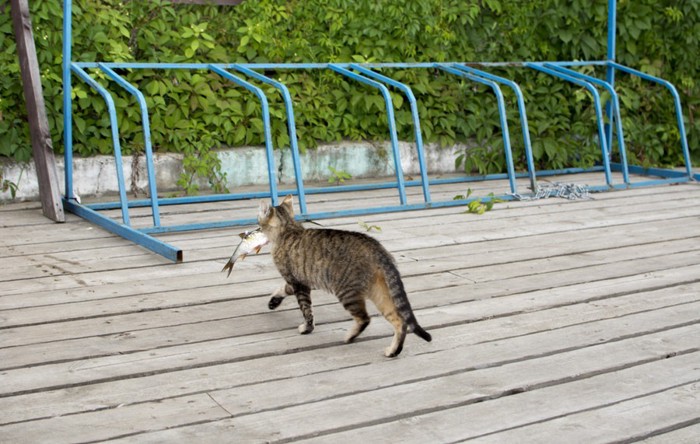 魚を盗むどら猫