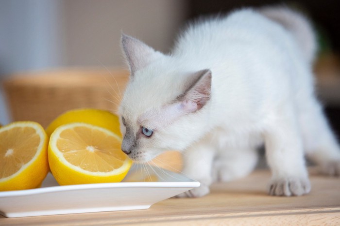 レモンのニオイを恐る恐る嗅ぐ猫