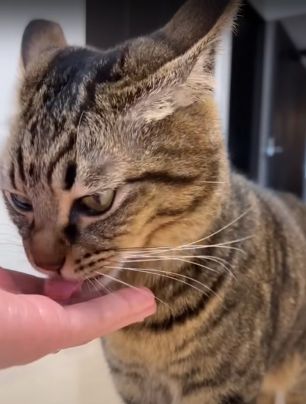 もう一度ご飯を食べ始める猫