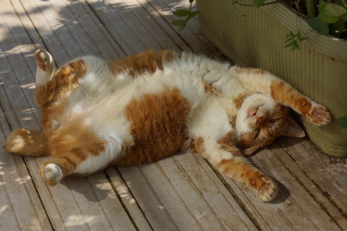 テラスの上の猫の開き