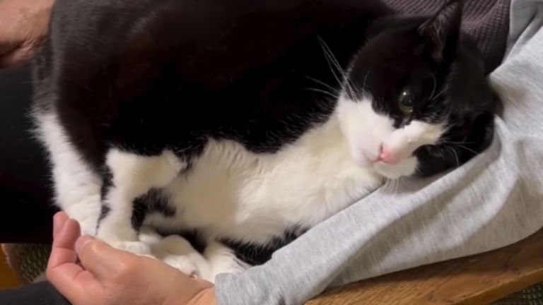 抱かれている猫