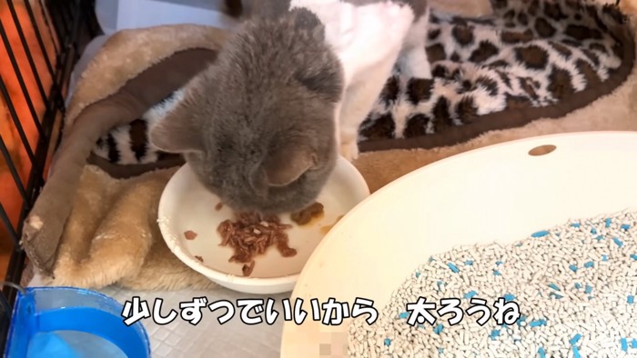 ごはんを食べる猫