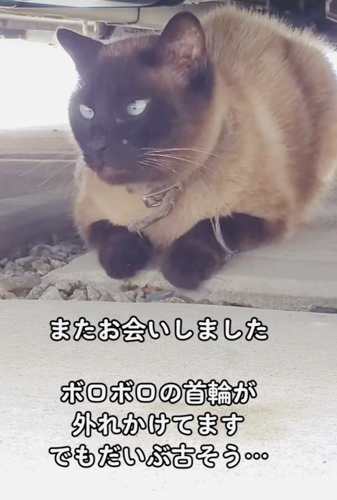 車の下にいるシャム猫