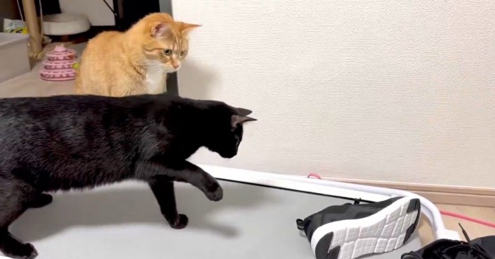 2匹の猫とスニーカー